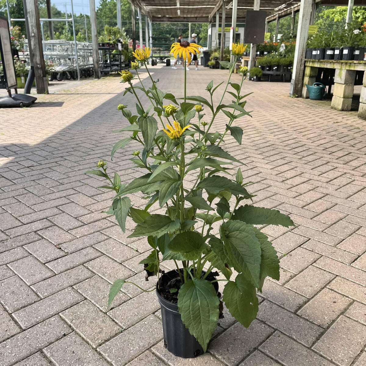 black eyed susan potted plant Black Eyed Susan - Goldstrum