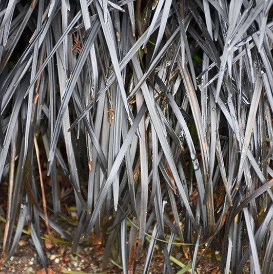 Black Mondo Grass - 1 gallon