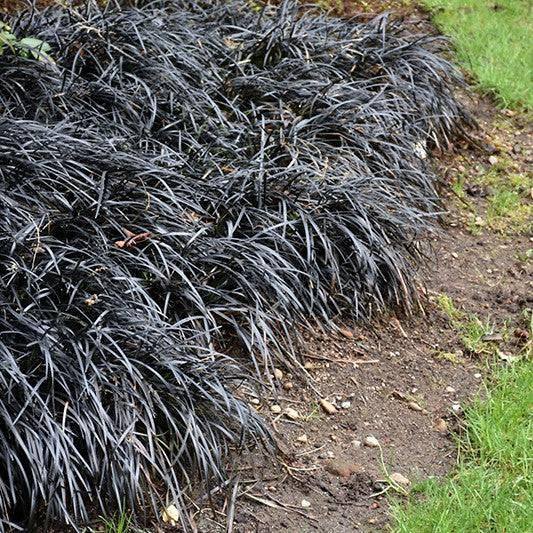 Black Mondo Grass - 1 gallon - Hicks Nurseries