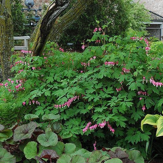 hanging bleeding heart plant Bleeding Heart