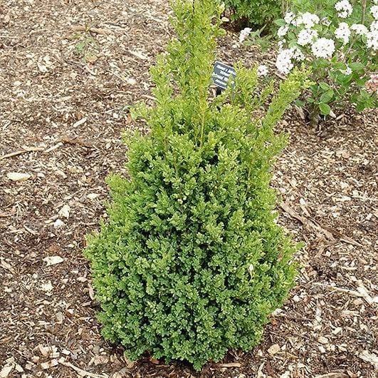 Boxwood Cone - Green Mountain - 5 gallon - Hicks Nurseries
