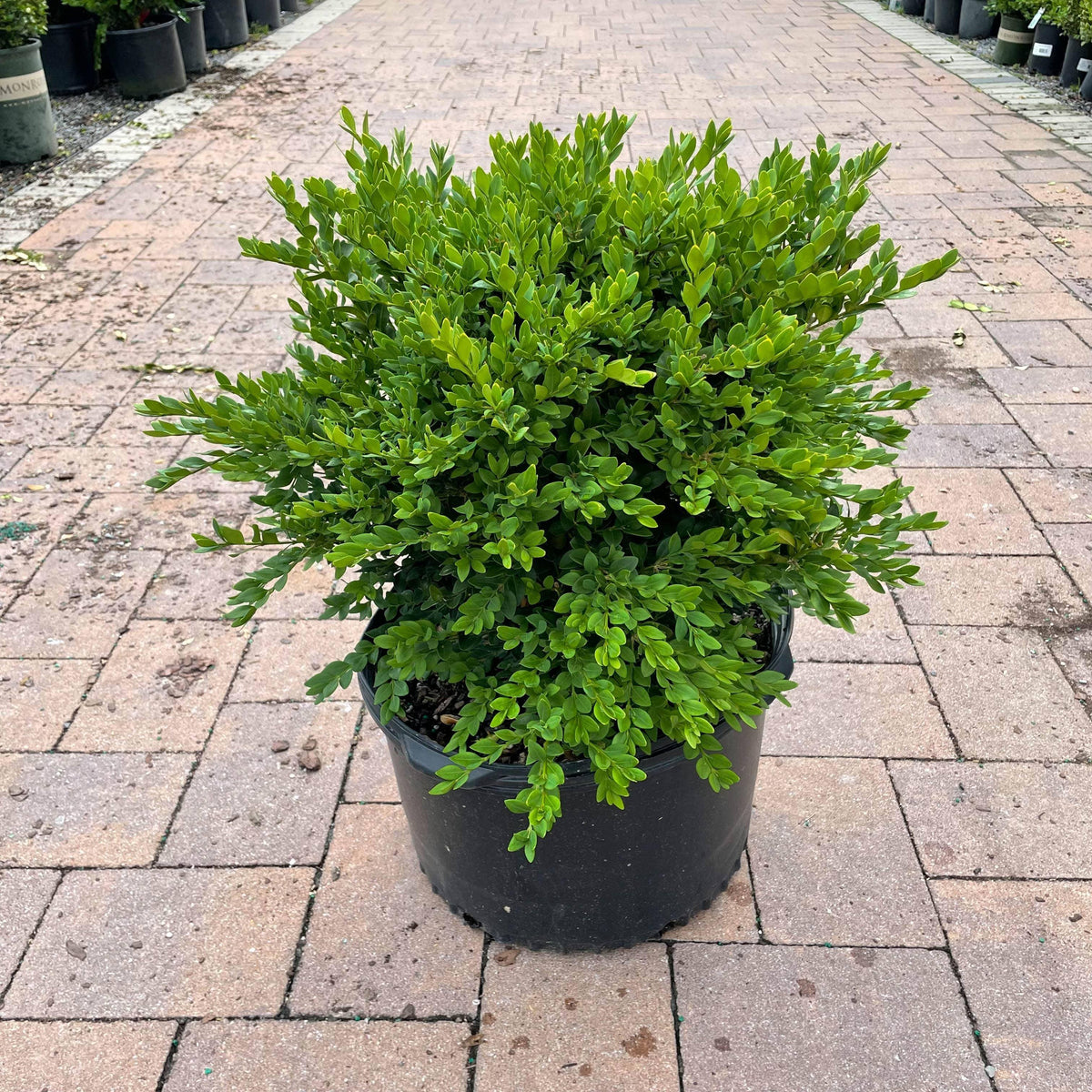 Boxwood - Green Velvet