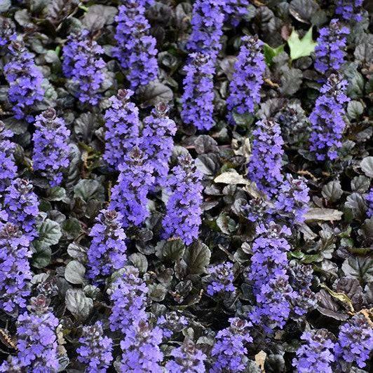 Bugleweed - Black Scallop - 1 gallon - Hicks Nurseries