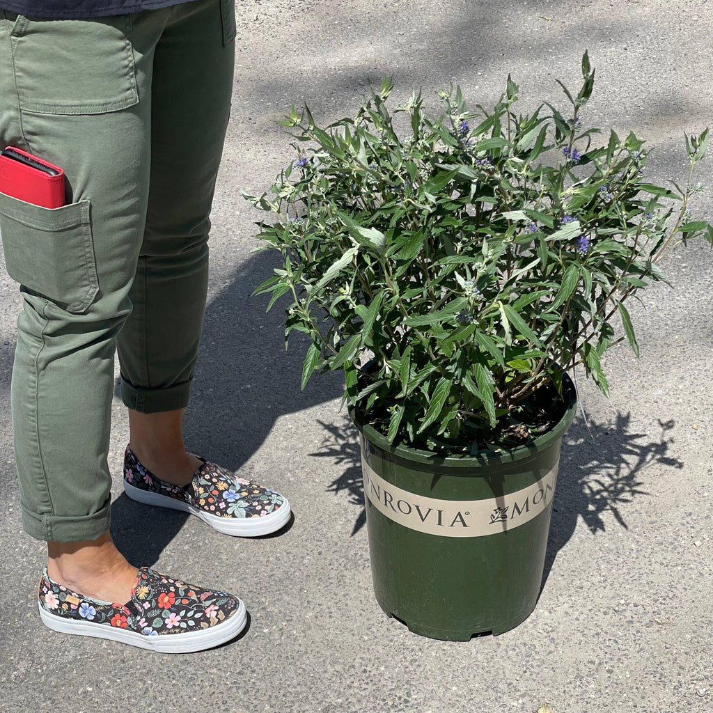 Caryopteris - Dark Knight - 3 gallon - Hicks Nurseries
