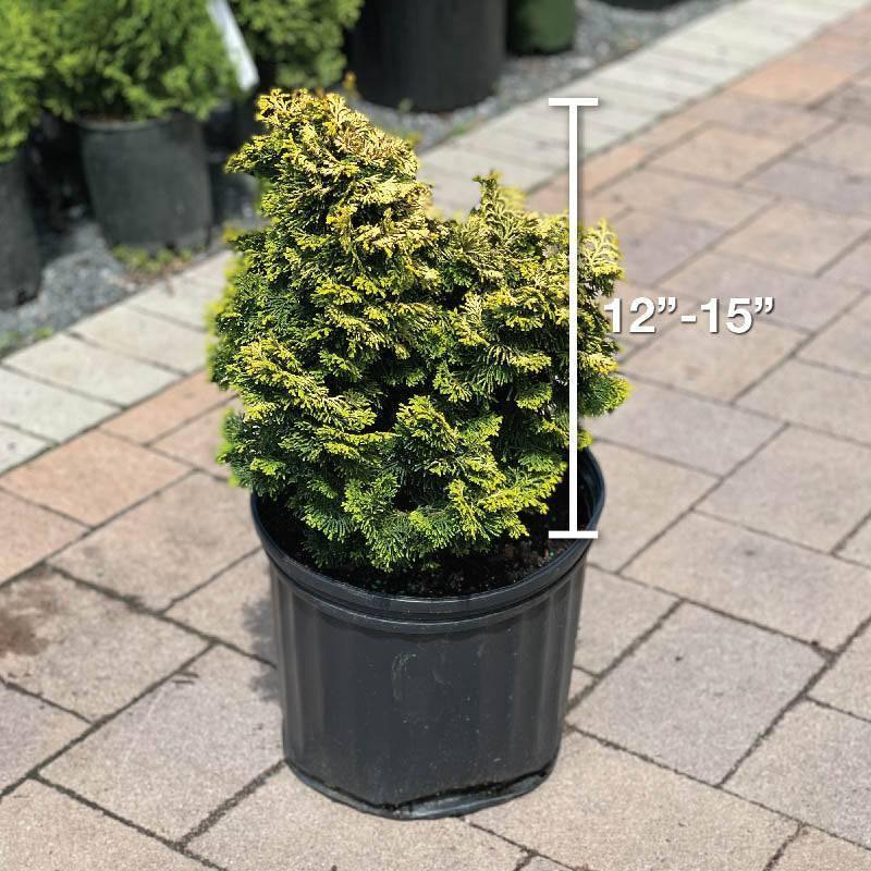 Chamacyparis - Dwarf Golden Hinoki - 3 gallon - Hicks Nurseries