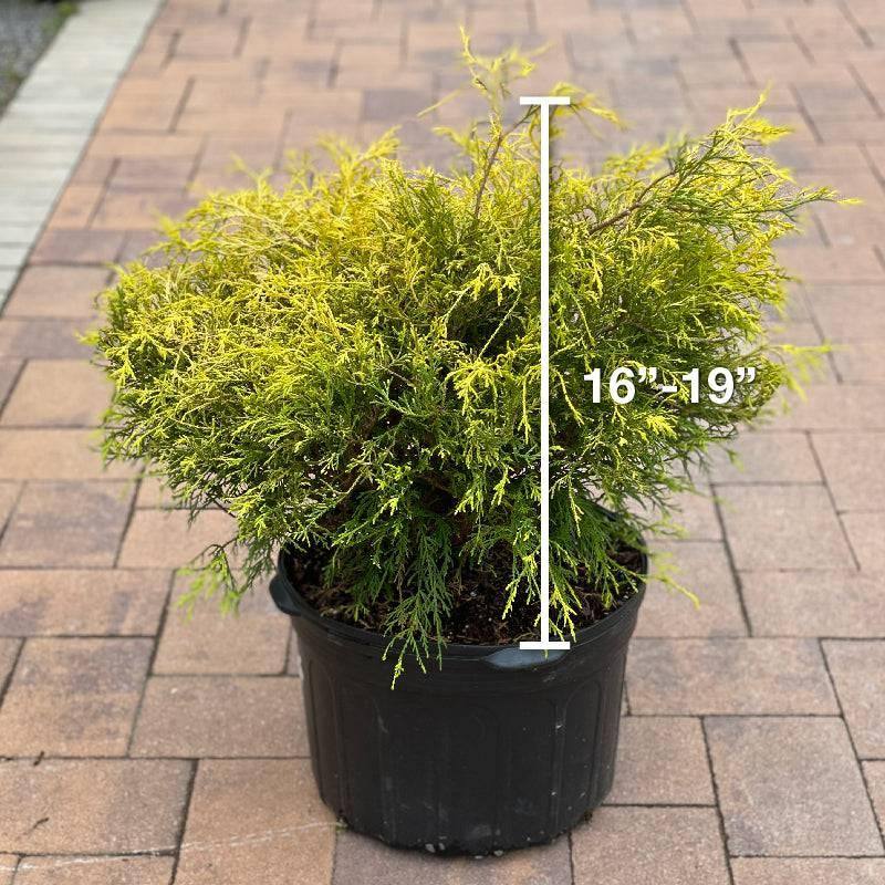 Chamaecyparis - Gold Mop - 5 gallon