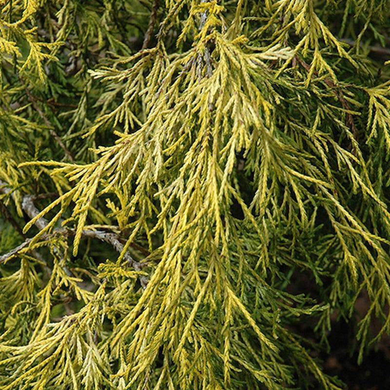 Chamaecyparis - Lemon Thread - 1 gallon - Hicks Nurseries