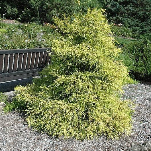 Chamaecyparis - Lemon Thread - 1 gallon - Hicks Nurseries