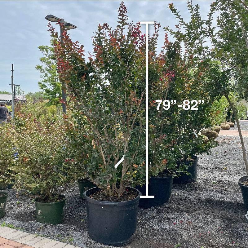 planting a crepe myrtle in a pot Crape Myrtle - Red Rocket