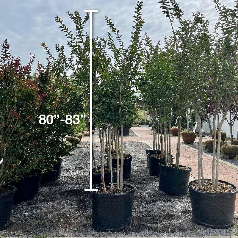 Crape Myrtle - Tuscarora - Premium 30 gallon - Hicks Nurseries