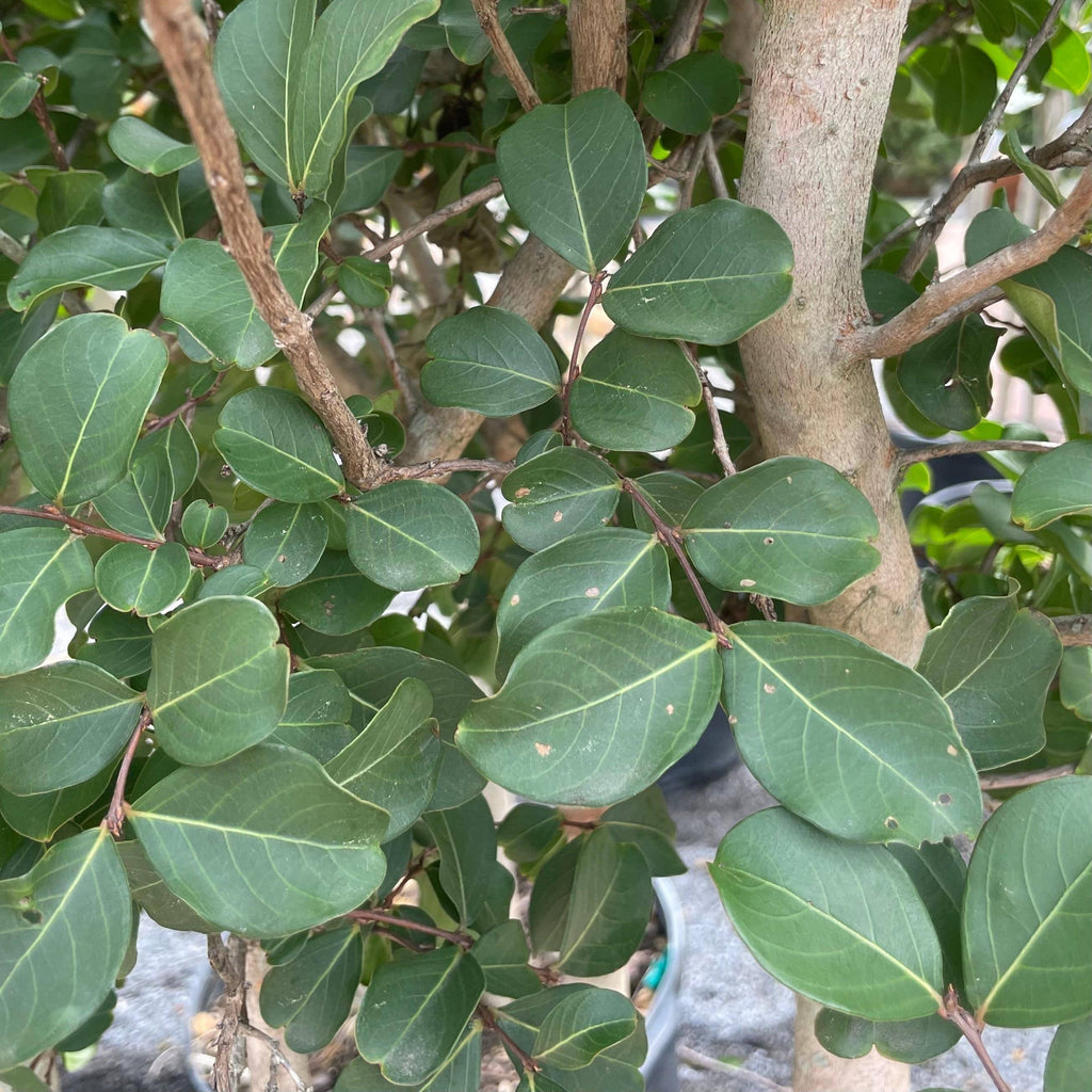 Crape Myrtle - Tuscarora - Premium 30 gallon - Hicks Nurseries