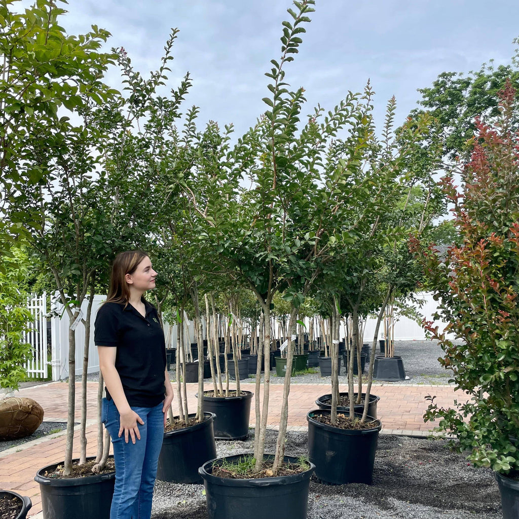 Crape Myrtle - Tuscarora - Premium 30 gallon - Hicks Nurseries
