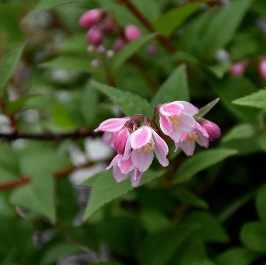 Deutzia - Yuki Cherry Blossom® - 3 gallon