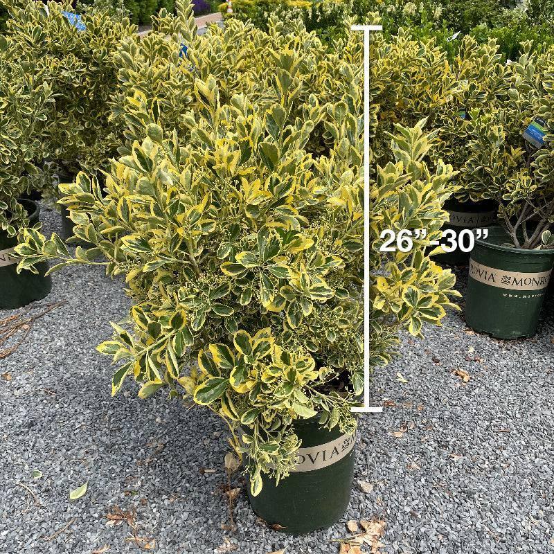 Euonymus - Chollipo - 5 gallon - Hicks Nurseries