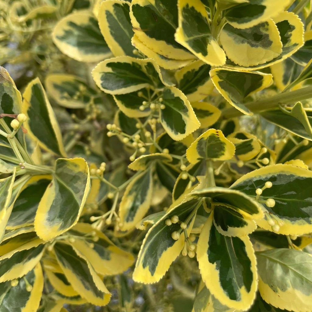 Euonymus - Chollipo - 5 gallon - Hicks Nurseries