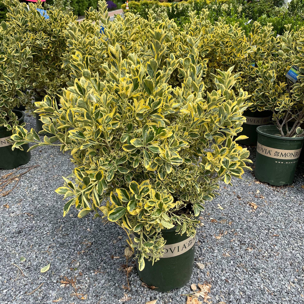 Euonymus - Chollipo - 5 gallon - Hicks Nurseries