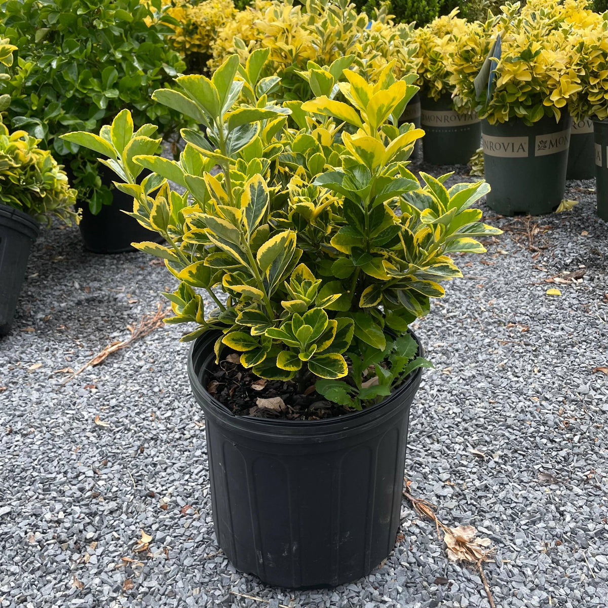 euonymus indoor plant Euonymus - Gold Edge