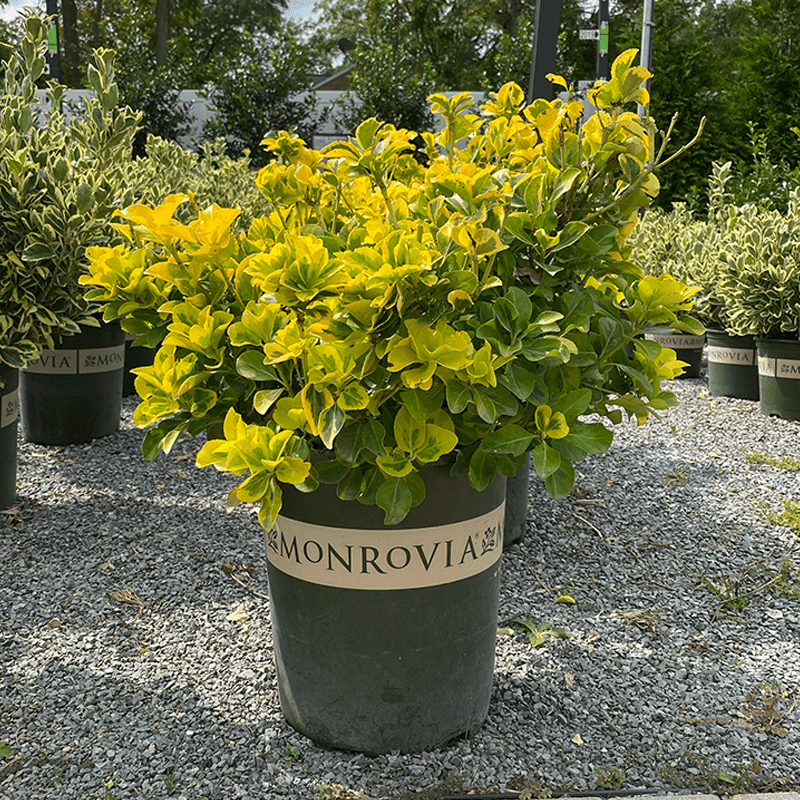 Euonymus - Gold Edge - 5 gallon - Hicks Nurseries