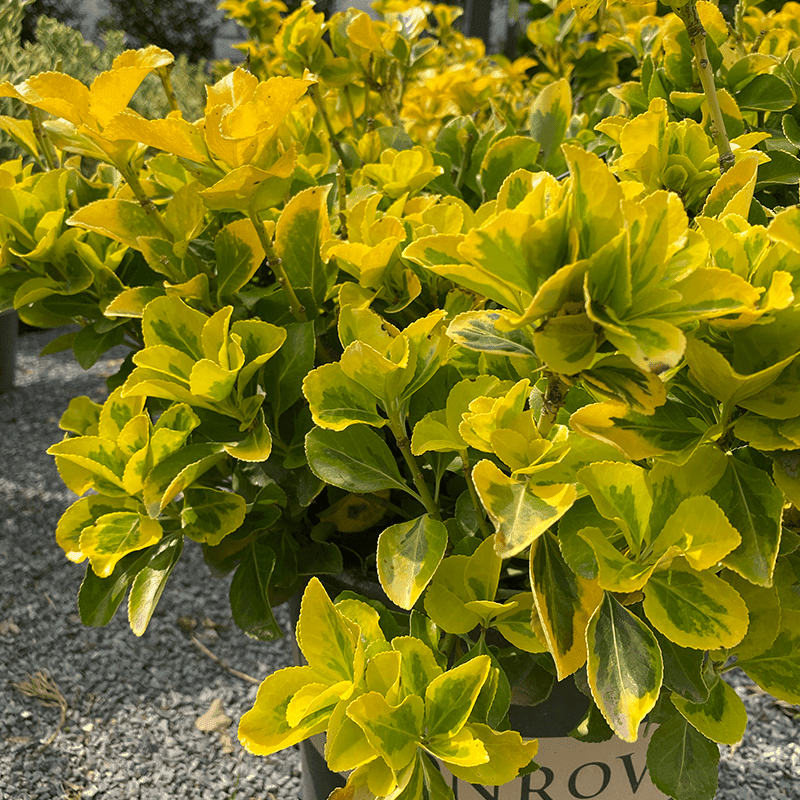 Euonymus - Gold Edge - 5 gallon - Hicks Nurseries