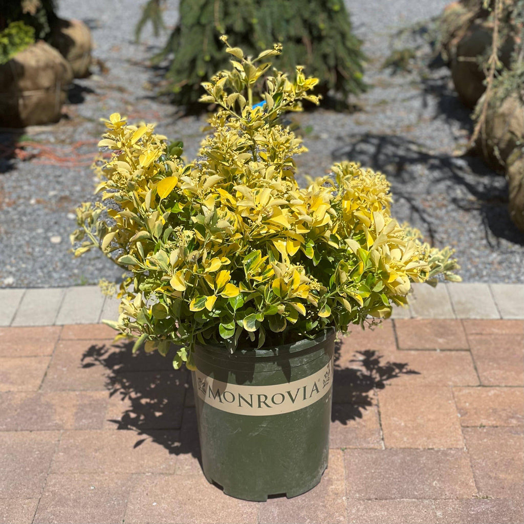 Euonymus - Gold Edge - 5 gallon - Hicks Nurseries
