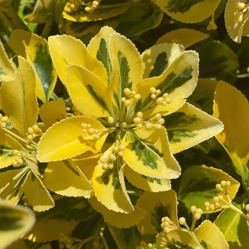 Euonymus - Gold Edge - 5 gallon - Hicks Nurseries