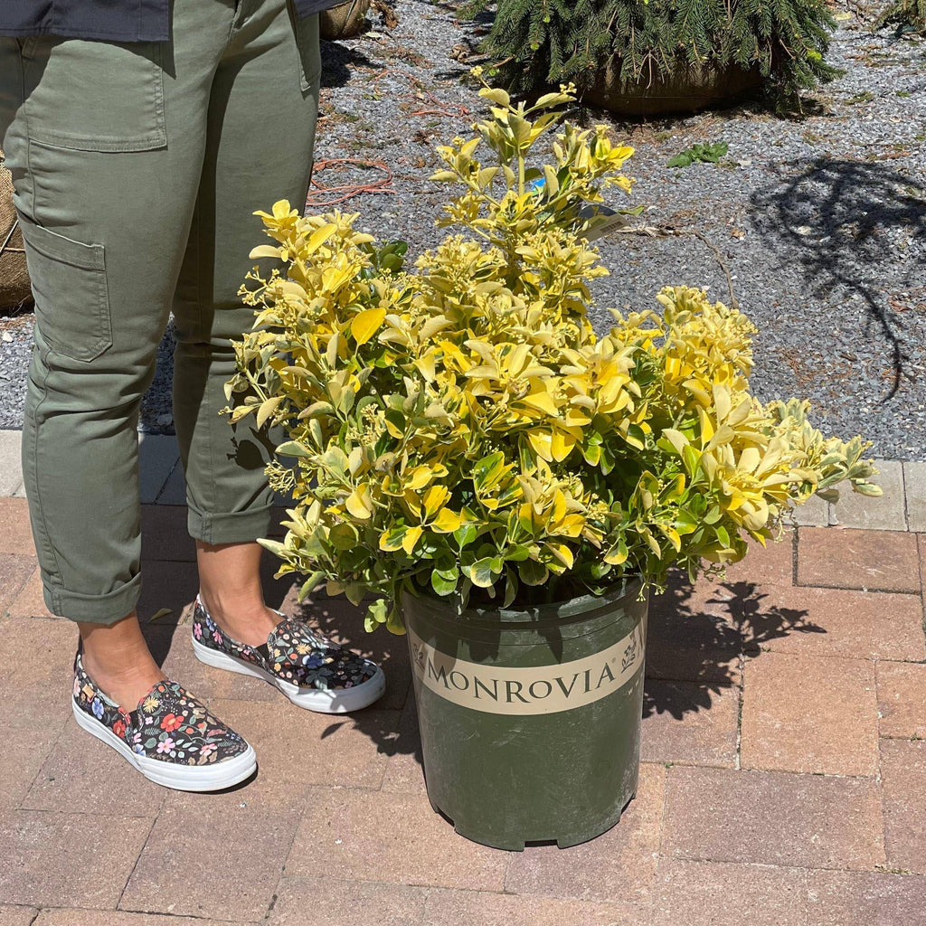 Euonymus - Gold Edge - 5 gallon - Hicks Nurseries