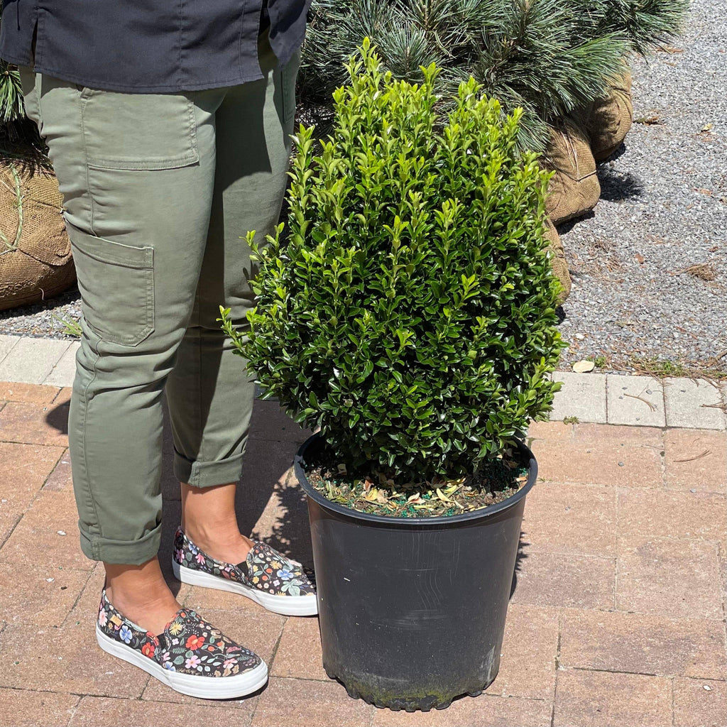 Euonymus - Green Spire - 3 gallon - Hicks Nurseries