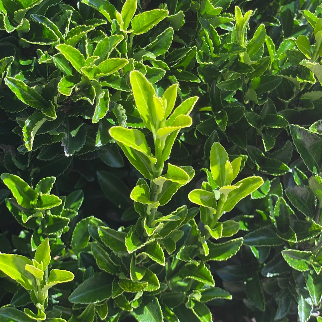 Euonymus - Green Spire - 3 gallon - Hicks Nurseries