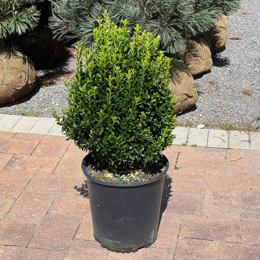 Euonymus - Green Spire - 3 gallon - Hicks Nurseries