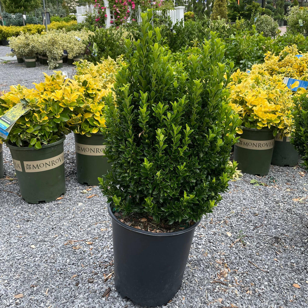 Euonymus - Green Spire - 5 gallon - Hicks Nurseries