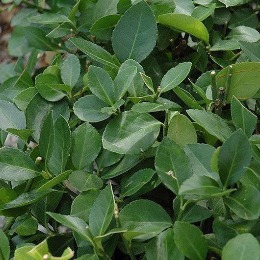 Euonymus - Manhattan - 3 gallon - Hicks Nurseries