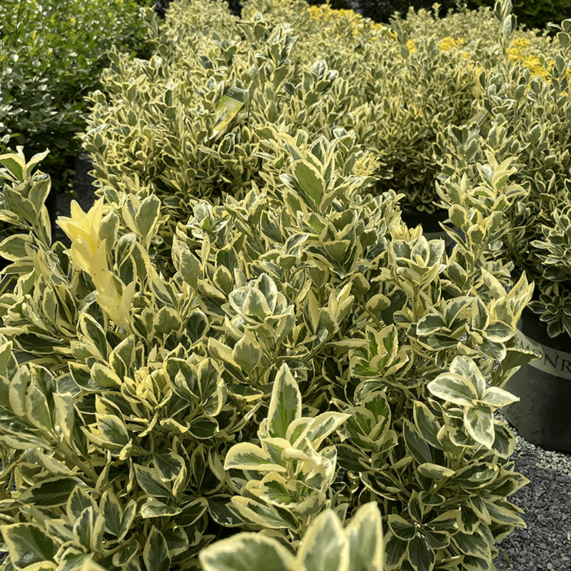 Euonymus - Silver King - 5 gallon - Hicks Nurseries