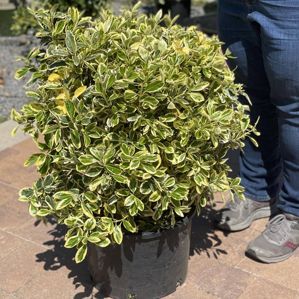 Euonymus - Silver King - 5 gallon - Hicks Nurseries