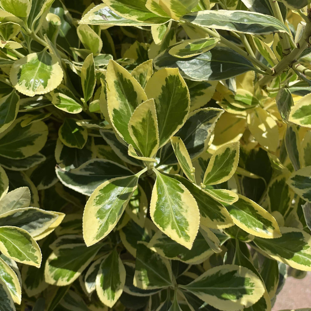 Euonymus - Silver King - 5 gallon - Hicks Nurseries