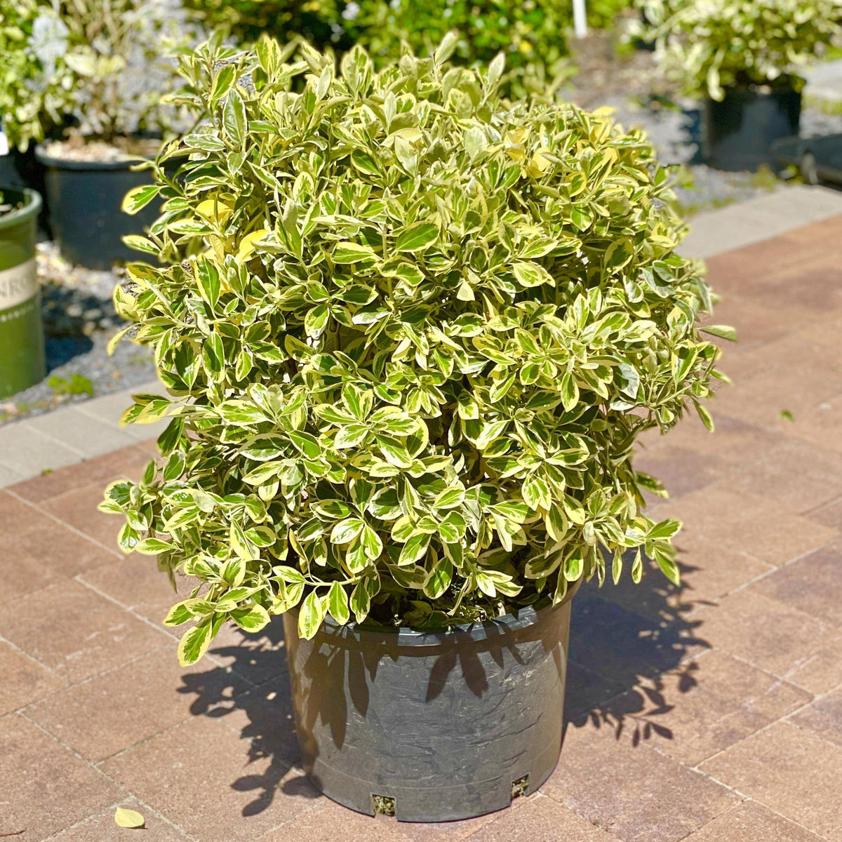 euonymus indoor plant care Euonymus - Silver King
