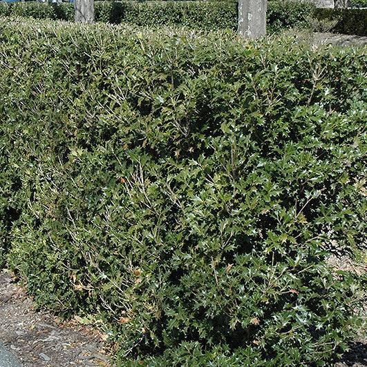 False Holly - Gulftide - 5 gallon - Hicks Nurseries