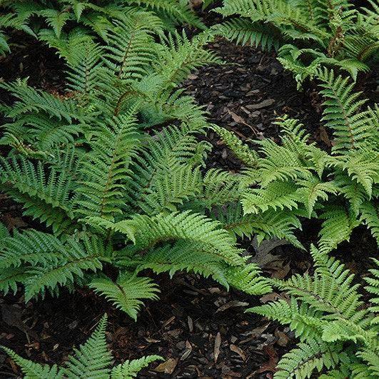Fern - Tassel - 1 gallon - Hicks Nurseries