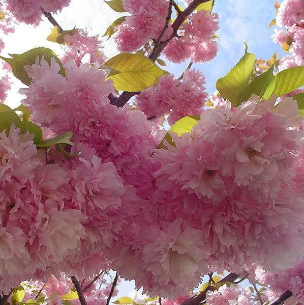 Kwanzan Cherry Blossom Tree - Beautiful, large, bright pink globes