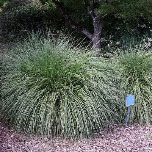 Fountain Grass - Hameln - 3 gallon - Hicks Nurseries
