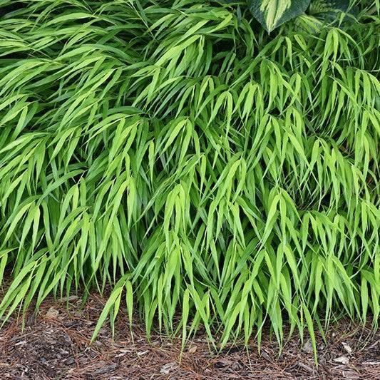 Hakone Grass - All Gold - 1 gallon - Hicks Nurseries