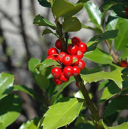 Holly - Blue Maid - 5 gallon - Hicks Nurseries