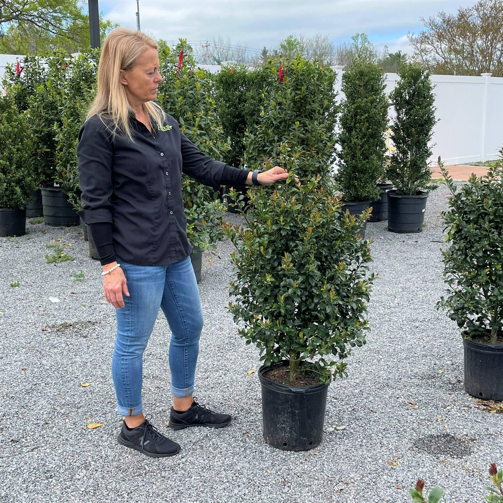 Holly - Blue Maid - 5 gallon - Hicks Nurseries