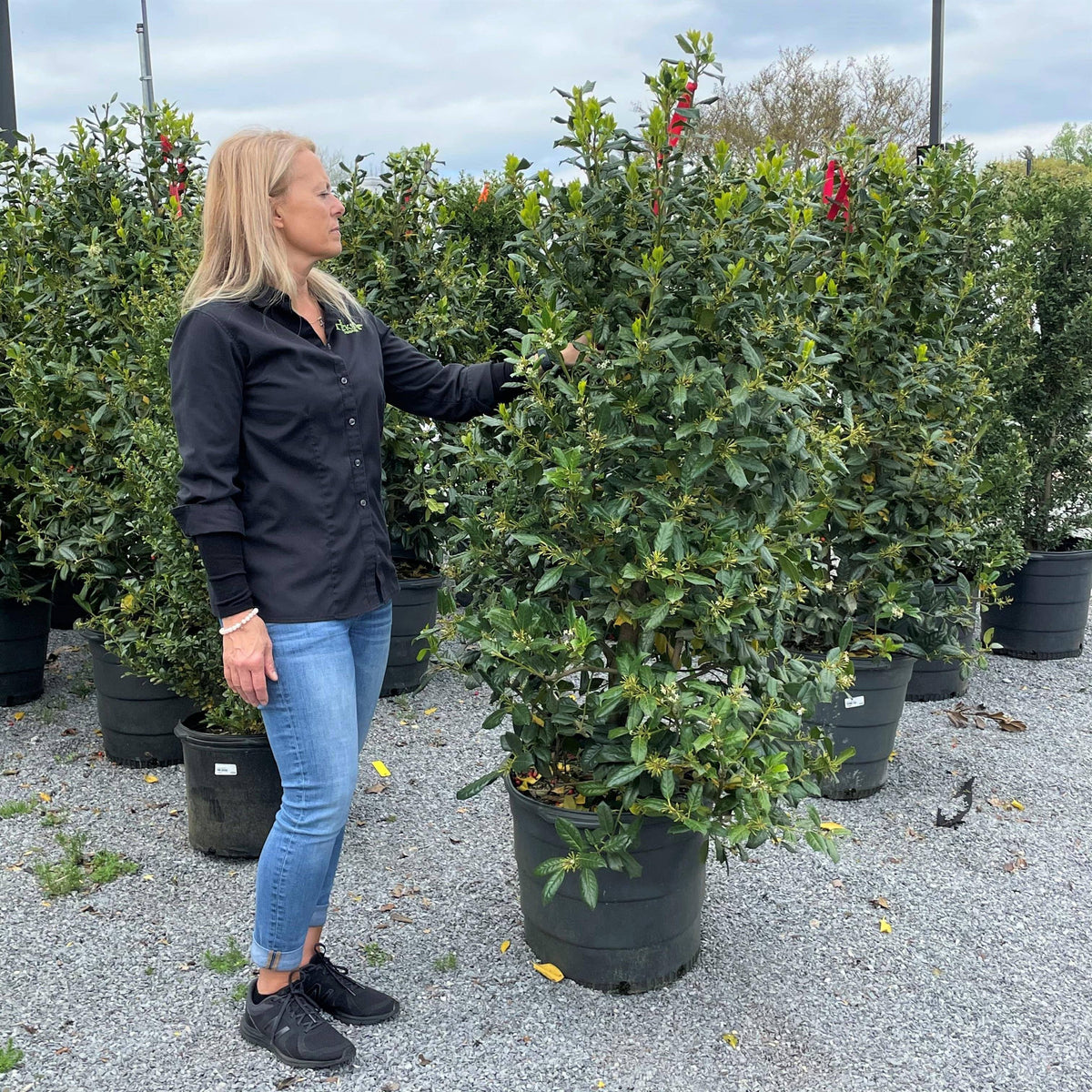 Nellie R. Stevens Holly Monrovia | Little Red Nursery, LLC, image size:1200x1200