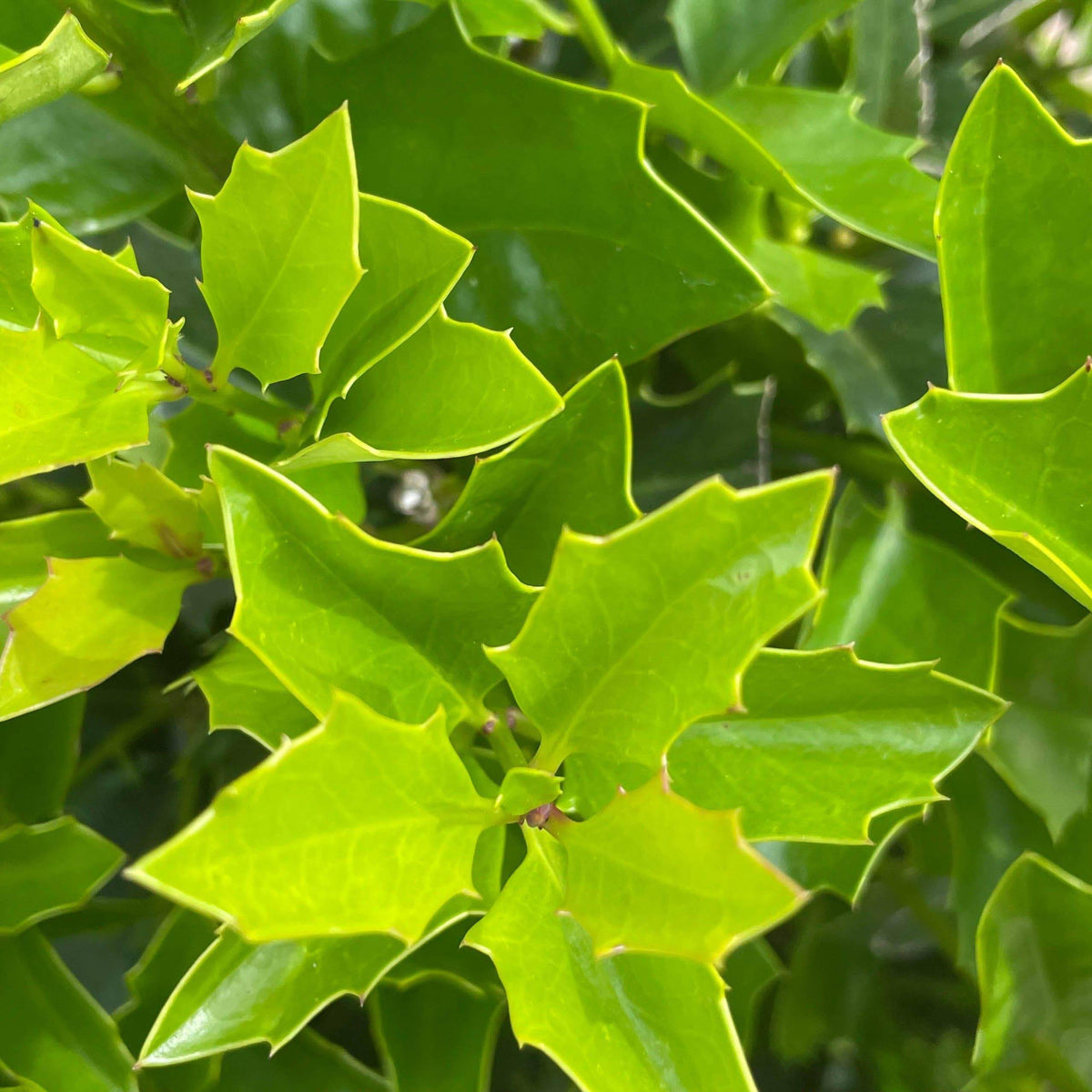 Holly - Oakleaf