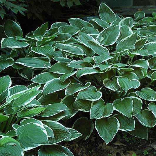 Hosta - Francee - 1 gallon - Hicks Nurseries