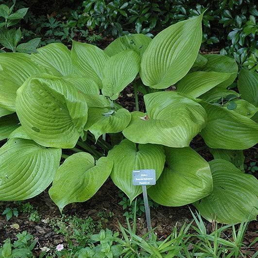 Hosta - Sum and Substance - 2 gallon - Hicks Nurseries