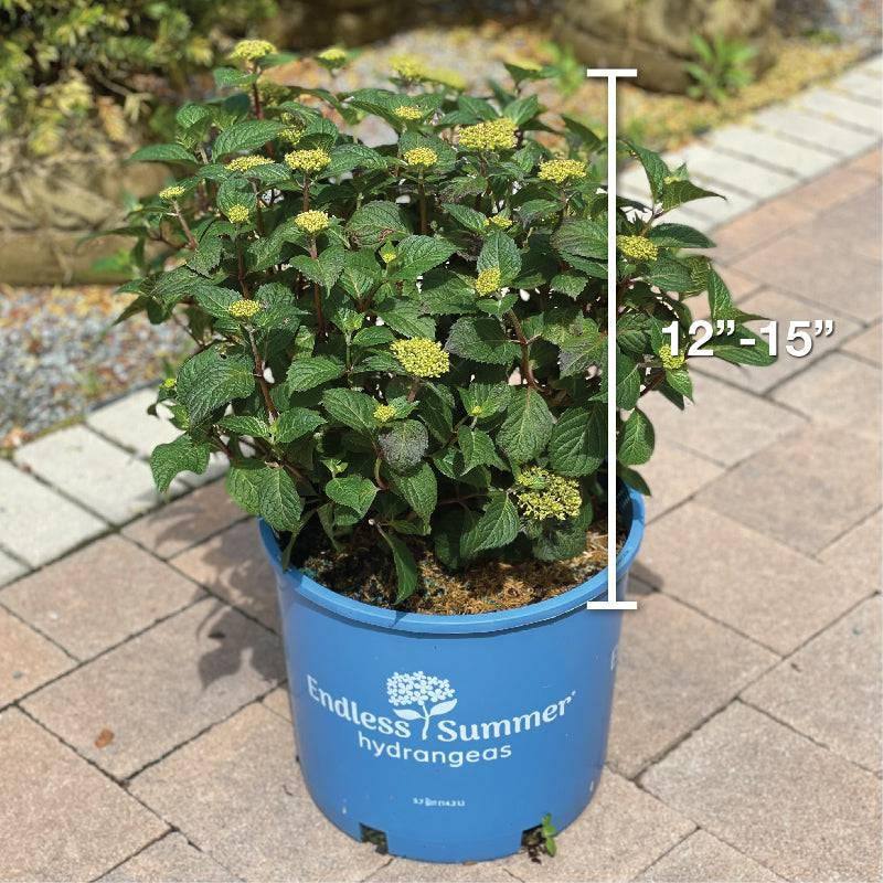 Hydrangea - Bloomstruck® - 5 gallon - Hicks Nurseries
