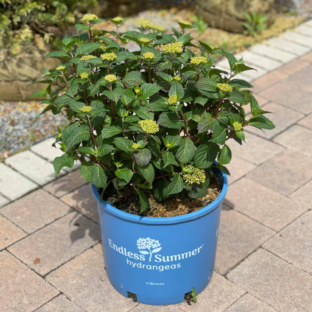 Hydrangea - Bloomstruck® - 5 gallon - Hicks Nurseries