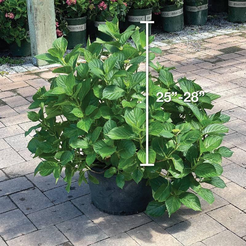 Hydrangea - LA Dreamin'® 5 gallon - Hicks Nurseries