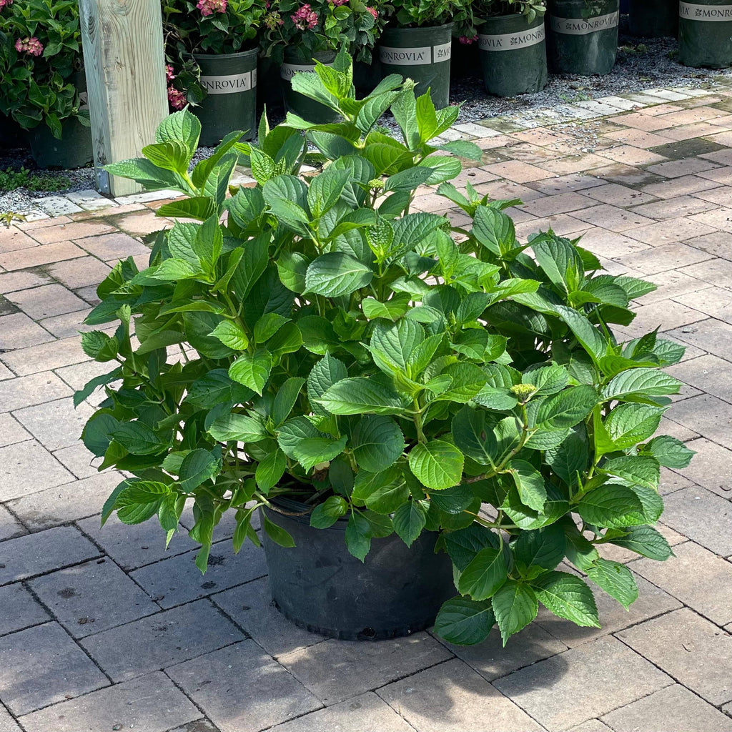 Hydrangea - LA Dreamin'® 5 gallon - Hicks Nurseries